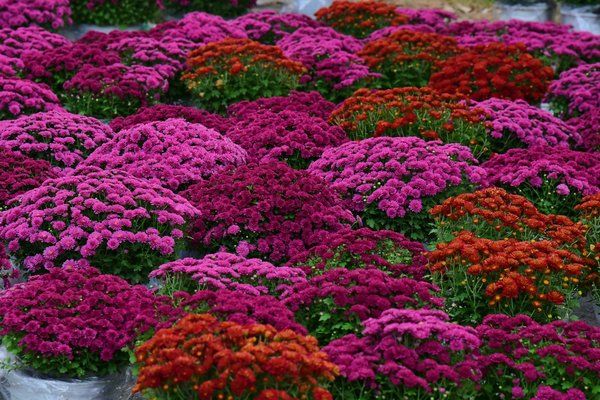 Hoe kies je de juiste locatie voor je nieuwe huis?